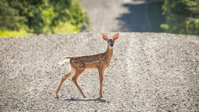 http://coxview.com/wp-content/uploads/2021/08/Animal-deer.jpg