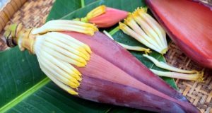 http://coxview.com/wp-content/uploads/2021/09/Fruit-Banana-Flower-3.jpg