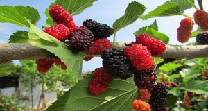 http://coxview.com/wp-content/uploads/2021/12/Fruit-Mulberry-1.jpg