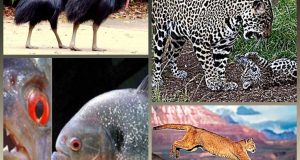 http://coxview.com/wp-content/uploads/2022/01/animals-.jpg