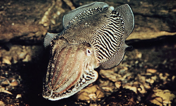 http://coxview.com/wp-content/uploads/2021/08/Animal-Cuttlefish-1.jpg