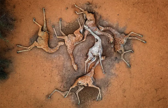 http://coxview.com/wp-content/uploads/2022/10/Animal-Kenya-Six-dead-giraffes.-jpg.jpg
