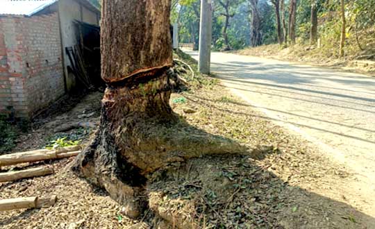লামা-আলীকদমে কৌশলে রাস্তার গাছ মেরে ফেলা হচ্ছে https://coxview.com/tree-rafiq-31-1-24-1/